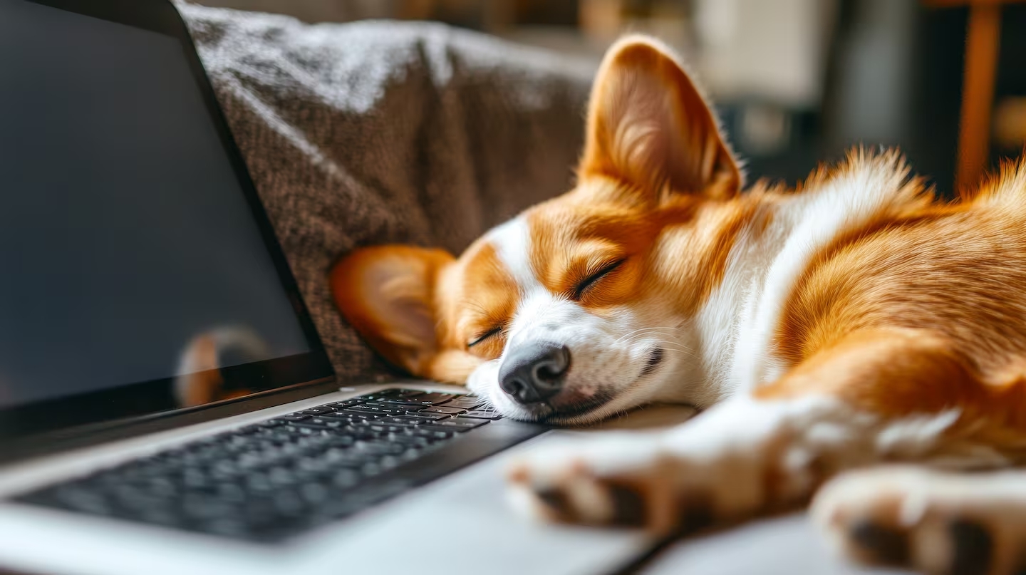 El truco imbatible para evitar que los perros hagan pis dentro de la casa