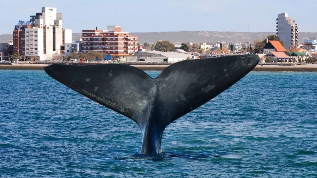 image preview(placeholder)