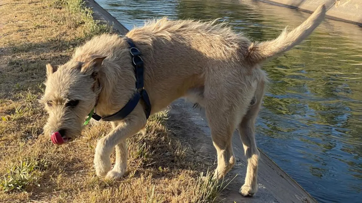 Inusual recompensa: ofrece 3 millones por el paradero de su perro desaparecido