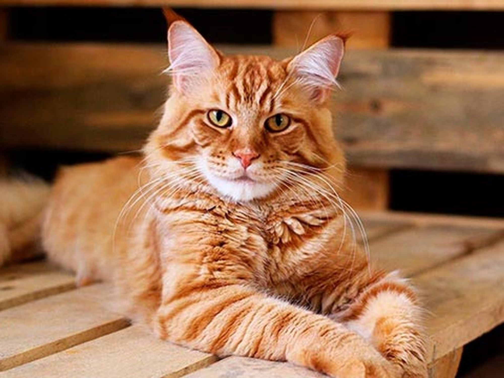 Los gatos ganaron presencia en los hogares argentinos: alcanzan al 52% de quienes tienen mascotas