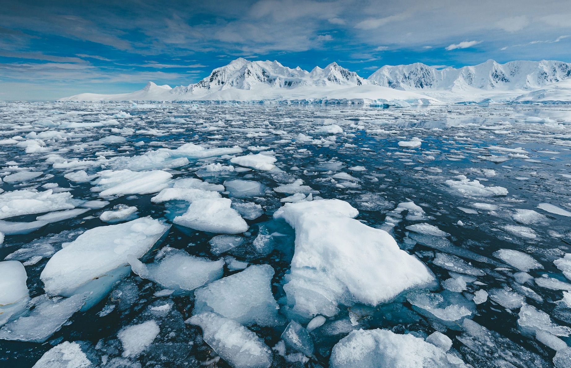 Antártida: descubren un ecosistema oculto tras la ruptura de un iceberg