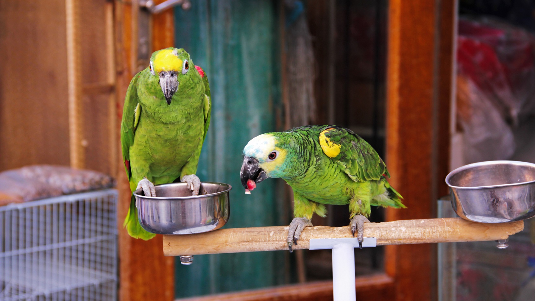 Por qué los pericos hablan: la respuesta que dio la ciencia