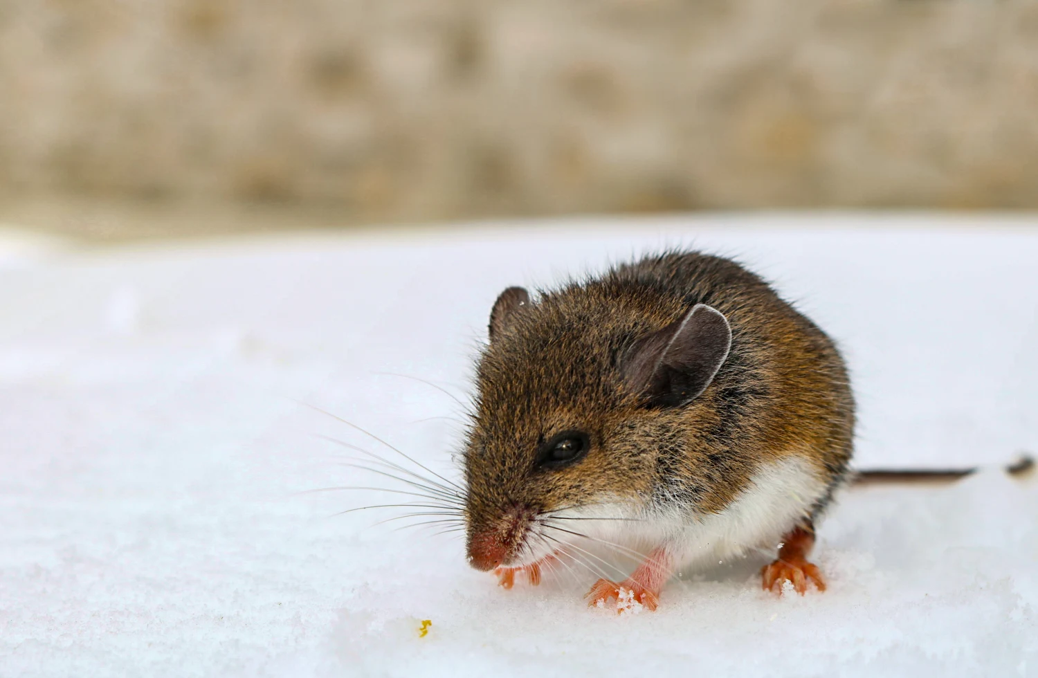 Científicos descubren nuevos roedores que podrían propagar el hantavirus