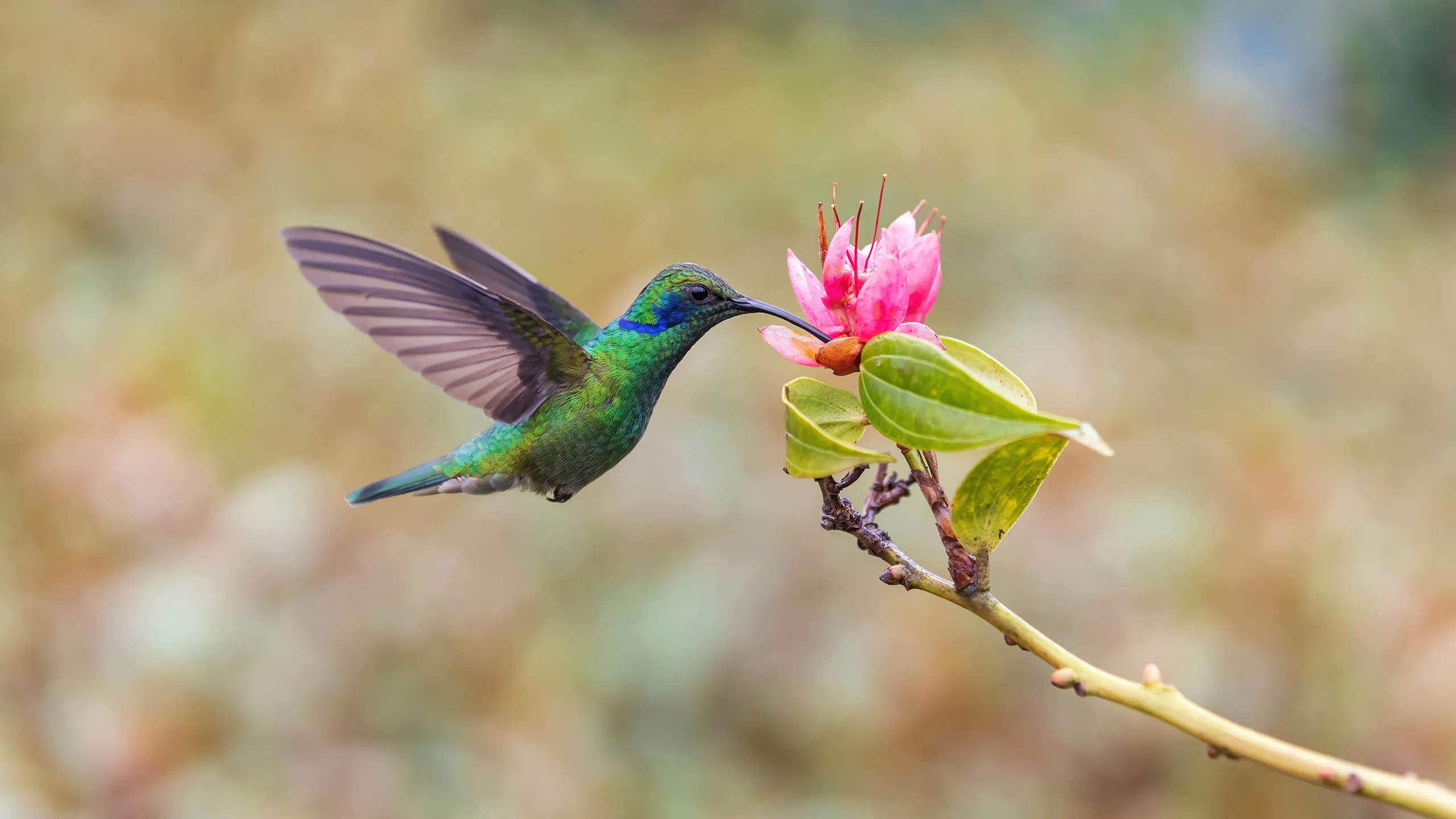 ¿Qué significa recibir la visita de un colibrí en tu casa?